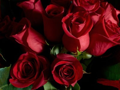 Detalhe em close de rosas vermelhas