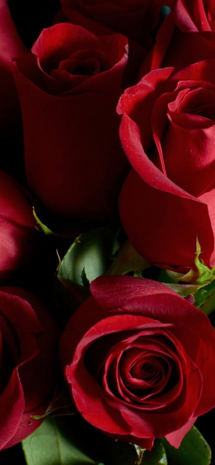 Detalhe em close de rosas vermelhas