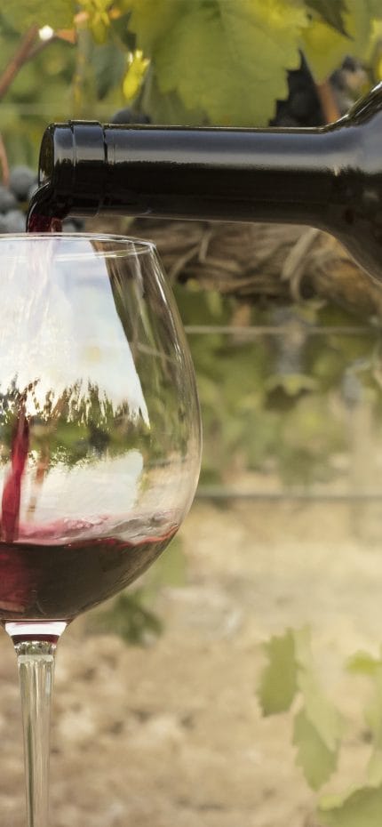 Foto de vinho tinto despejado em copo de garrafa sobre fundo desfocado de um vinhedo logo antes da colheita, com ramos de uvas pendurados. Com um espaço para texto